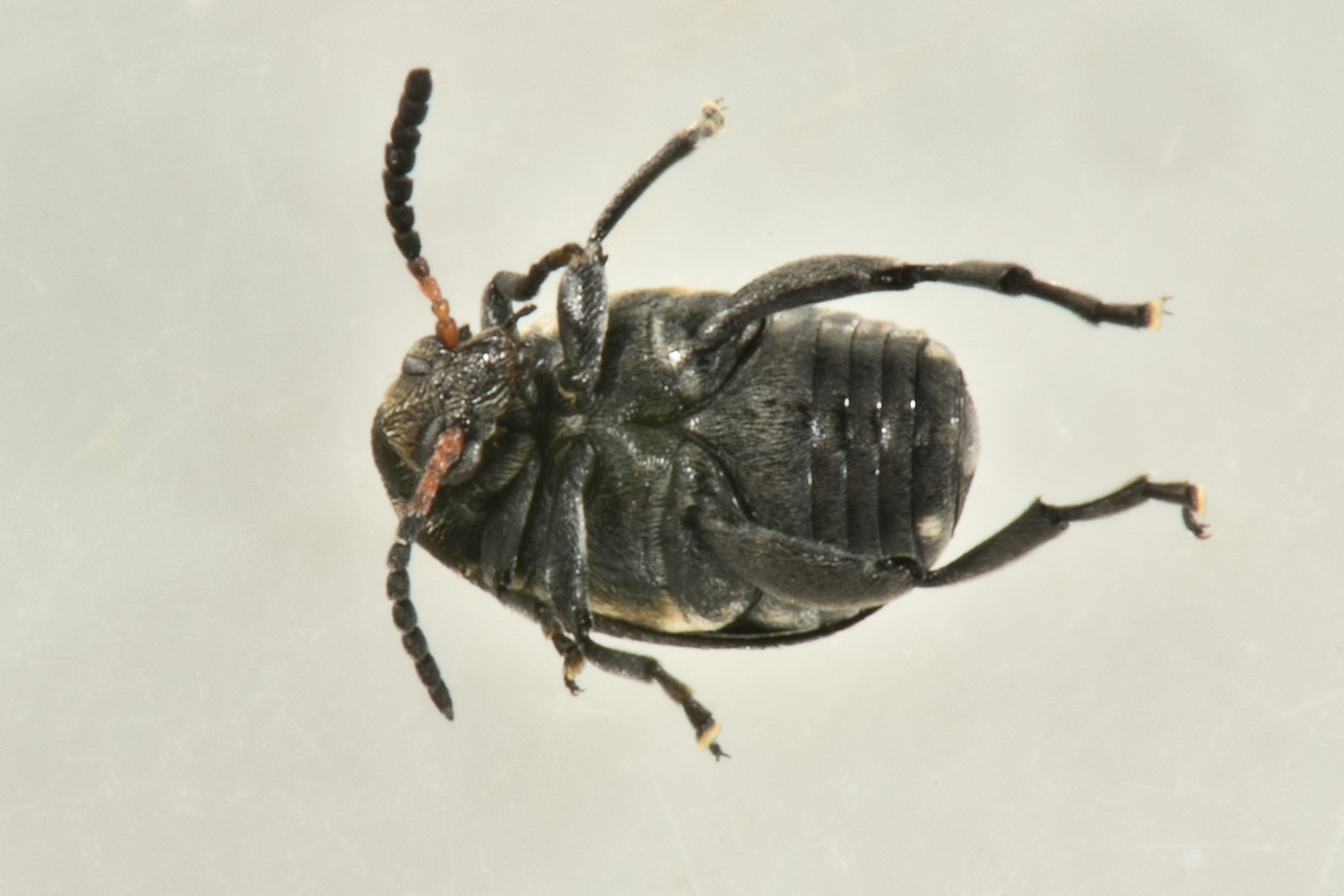 Chrysomelidae Bruchinae: femmina di Bruchus viciae